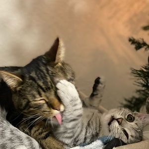 Meet your Posher, William